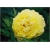Nasiona Piwonia żółta szt.2 Nxx72
